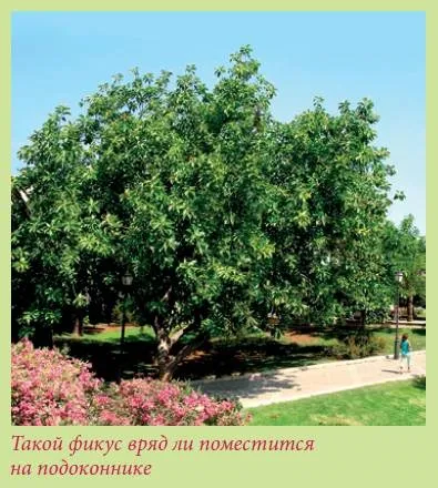 Книга цибулинні рослини