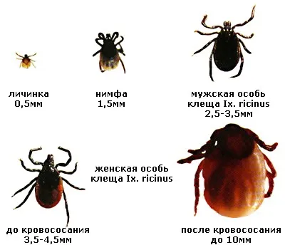 Кліщовий енцефаліт у дітей симптоми і ознаки, лікування, профілактика (дітей) Кліщовий енцефаліт у дітей симптоми і ознаки, лікування, профілактика
