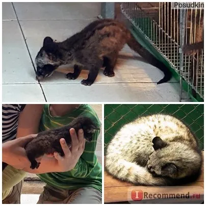 Кава копальні лювак - «кава лювак (kopi luwak) (luwak) Кава копальні лювак - «кава лювак (kopi luwak)