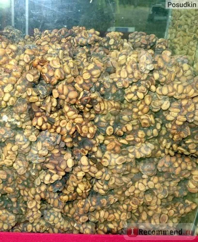 Кава копальні лювак - «кава лювак (kopi luwak) (luwak) Кава копальні лювак - «кава лювак (kopi luwak)