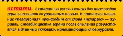 Книга цибулинні рослини
