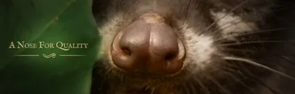 Кава лювак - що таке kopi luwak (опис) Кава лювак - що таке kopi luwak