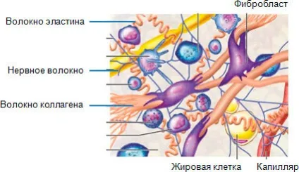 Колаген для суглобів і зв'язок, продукти містять колаген