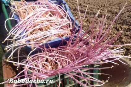 Коли можна садити картоплю (можна садити картоплю) Коли можна садити картоплю