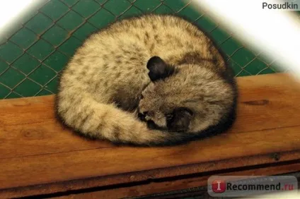Кава копальні лювак - «кава лювак (kopi luwak) (Kopi Luwak становить) Кава копальні лювак - «кава лювак (kopi luwak)
