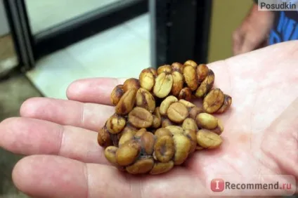 Кава копальні лювак - «кава лювак (kopi luwak) (лювак) Кава копальні лювак - «кава лювак (kopi luwak)