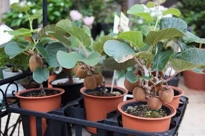 Ківі дуже корисний фрукт, можна виростити в домашніх умовах (фрукт) Ківі дуже корисний фрукт, можна виростити в домашніх умовах