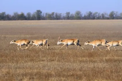 Кочівник з калмицької пропискою, прес-клуб співдружність (волі штрафом розмірі) Кочівник з калмицької пропискою, прес-клуб співдружність