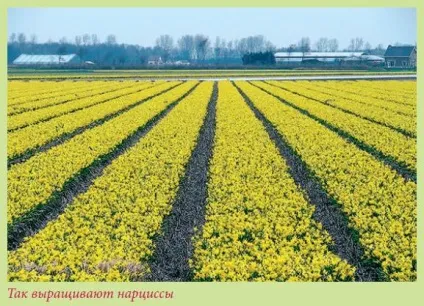 Книга цибулинні рослини