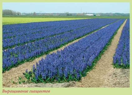 Книга цибулинні рослини