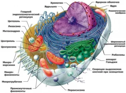 Клітка харчування і будова (харчування якої відбувається) Клітка харчування і будова