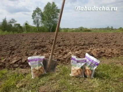 Коли можна садити картоплю (садити) Коли можна садити картоплю