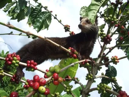 Кава лювак - що таке kopi luwak (опис) Кава лювак - що таке kopi luwak