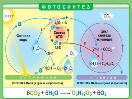 Клітка харчування і будова (клітина харчування якої відбувається) Клітка харчування і будова