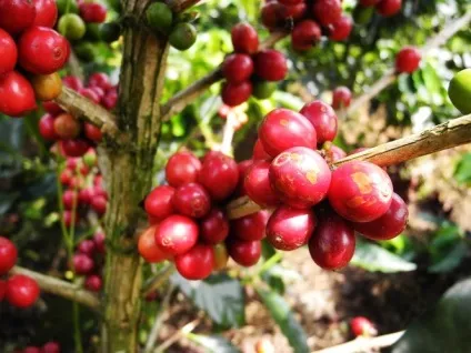 Кава лювак - що таке kopi luwak (про каву luwak) Кава лювак - що таке kopi luwak