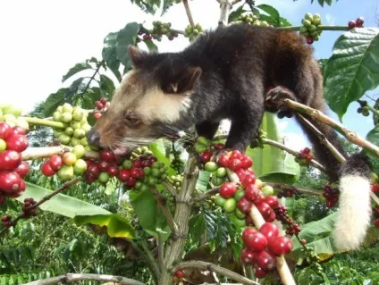 Кава лювак - що таке kopi luwak (luwak) Кава лювак - що таке kopi luwak