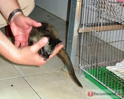 Кава копальні лювак - «кава лювак (kopi luwak) (kopi) Кава копальні лювак - «кава лювак (kopi luwak)