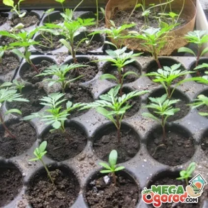 Коли сіяти чорнобривці на розсаду і як їх вирощувати (чорнобривці) Коли сіяти чорнобривці на розсаду і як їх вирощувати