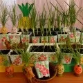 Конспект заняття «як все живе росте» (підготовча група) (школи) Конспект заняття «як все живе росте» (підготовча група)