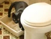 Котячий туалет будиночок вибираємо кращий і привчаємо кішку (котячий) Котячий туалет будиночок вибираємо кращий і привчаємо кішку