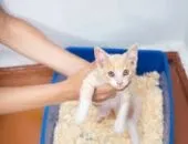 Котячий туалет будиночок вибираємо кращий і привчаємо кішку (туалет) Котячий туалет будиночок вибираємо кращий і привчаємо кішку