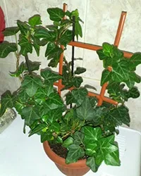 Кімнатний плющ догляд, розмноження, пересадка