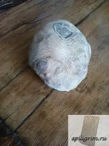 Корнепластика - мій сайт
