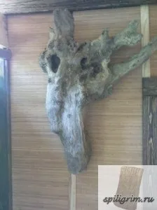 Корнепластика - мій сайт