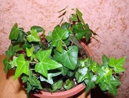 Кімнатний плющ догляд, розмноження, пересадка