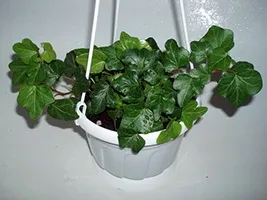 Кімнатний плющ догляд, розмноження, пересадка