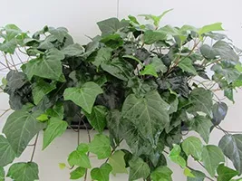Кімнатний плющ догляд, розмноження, пересадка