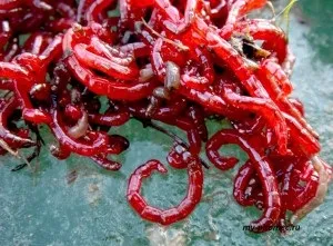 Годування акваріумних риб