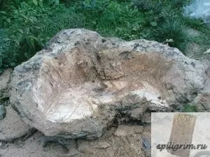 Корнепластика - мій сайт
