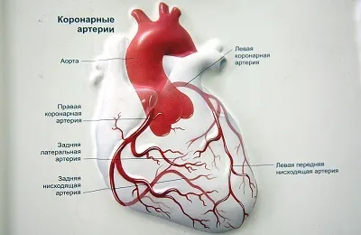 Коронарні судини серця що це таке, будова і види (кисню поживних речовин) Коронарні судини серця що це таке, будова і види