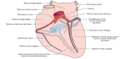 Коронарні судини серця - анатомія