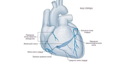 Коронарні судини серця що це таке, будова і види (кисню поживних речовин) Коронарні судини серця що це таке, будова і види