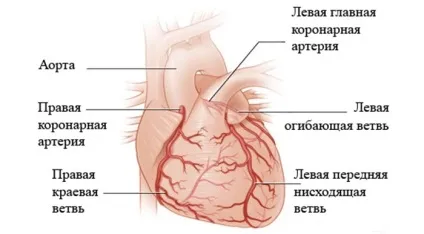 Коронарні судини серця що це таке, будова і види (судини) Коронарні судини серця що це таке, будова і види