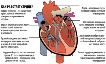 Коронарні судини серця що це таке, будова і види (кисню поживних речовин) Коронарні судини серця що це таке, будова і види