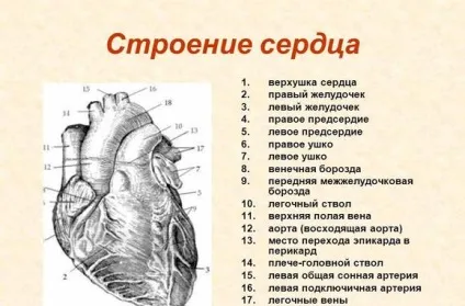 Коронарні судини серця - анатомія