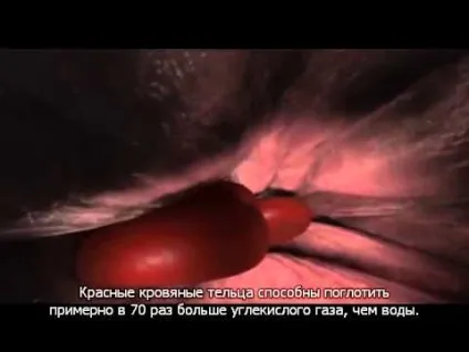 Коронарні судини серця що це таке, будова і види (таке) Коронарні судини серця що це таке, будова і види