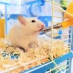 Прибирання клітини хом'яка (хом'яка) Прибирання клітини хом'яка