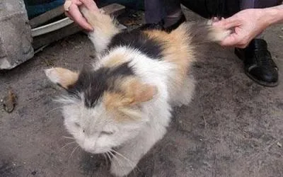 У кота виросли крила