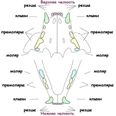 У кошеняти ріжуться зуби що треба робити і що не треба, муркотікі