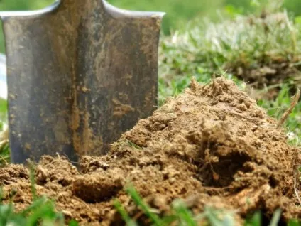 Добриво для картоплі при посадці в лунку яке краще, мінеральні, органічні, комплексні, (яке) Добриво для картоплі при посадці в лунку яке краще, мінеральні, органічні, комплексні,