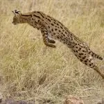 Кот сервал (55 фото) велика африканська порода, який кошеня, опис, відео