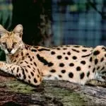 Кот сервал (55 фото) велика африканська порода, який кошеня, опис, відео
