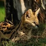 Кот сервал (55 фото) велика африканська порода, який кошеня, опис, відео