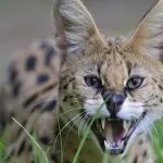 Кот сервал (55 фото) велика африканська порода, який кошеня, опис, відео
