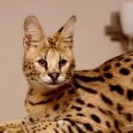 Кот сервал (55 фото) велика африканська порода, який кошеня, опис, відео