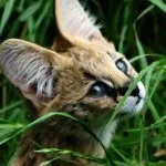 Кот сервал (55 фото) велика африканська порода, який кошеня, опис, відео